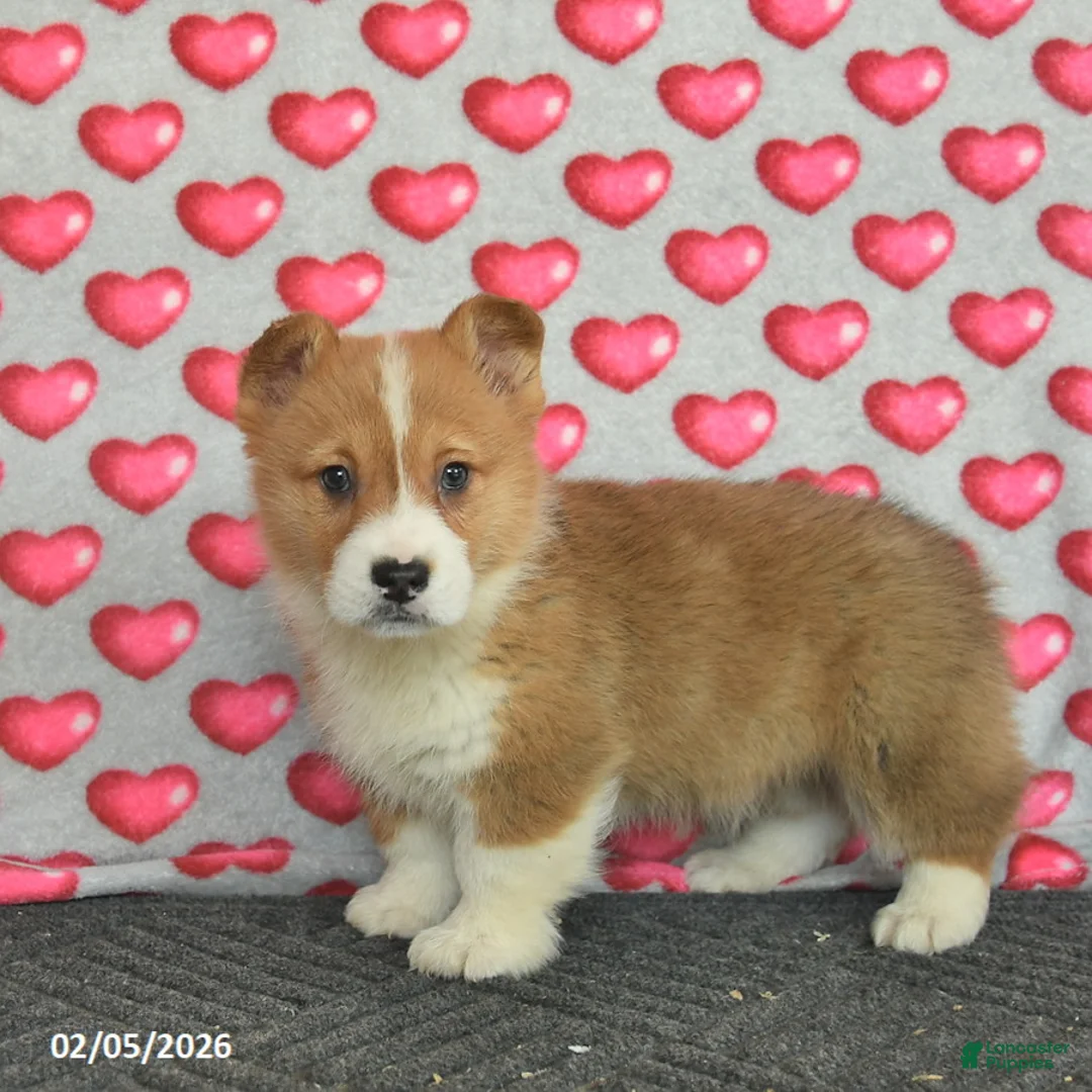 Welsh Corgi Pembroke dogs for sale: Prince   - Ad 3
