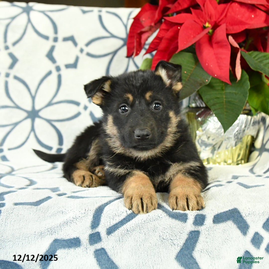 German Shepherd dogs for sale: Cookie - Ad 2
