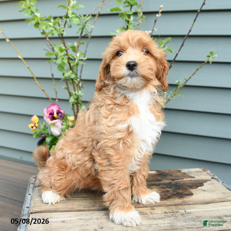 Shihpoo dogs George - Ad 2