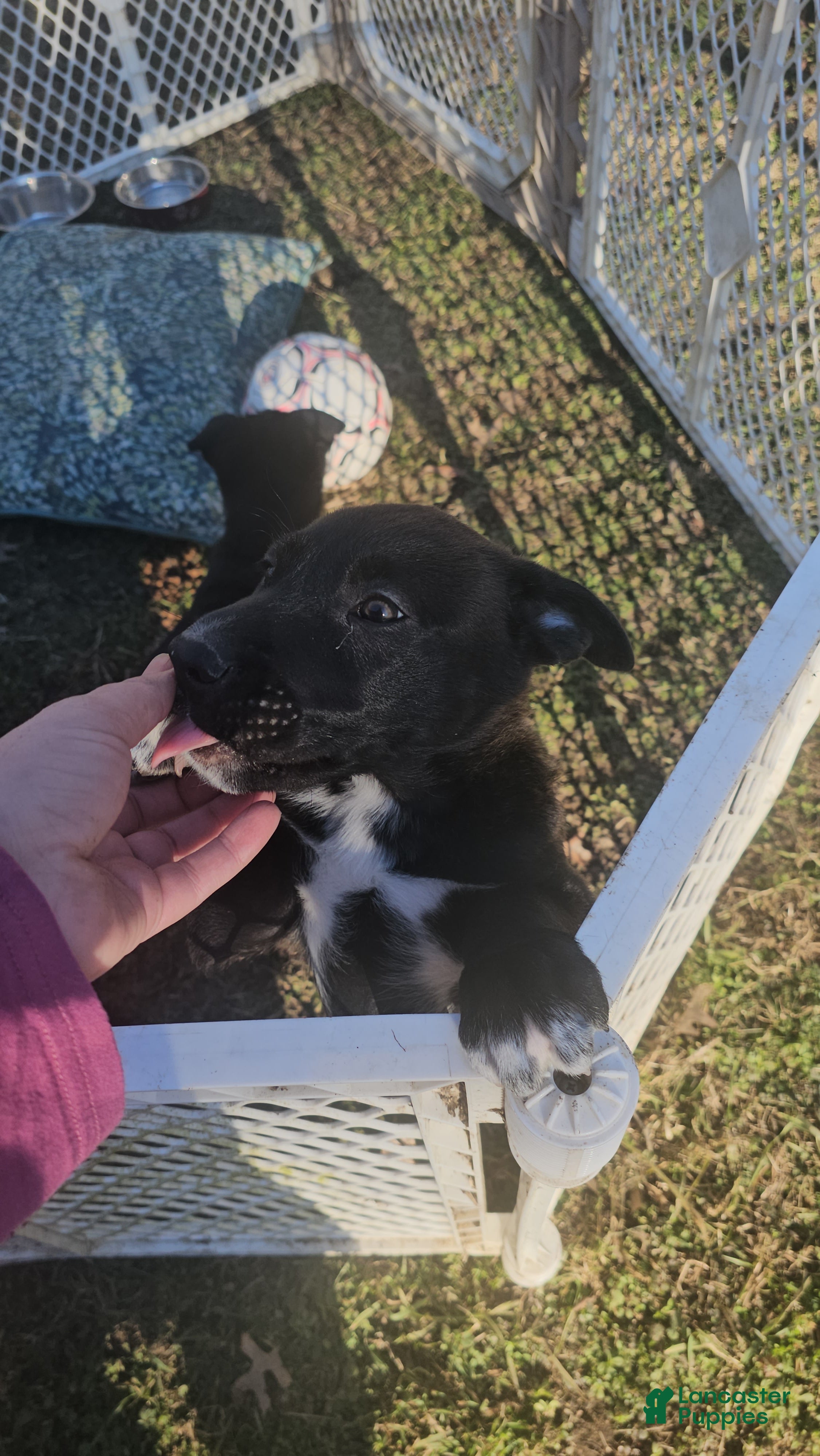 Mixed Breed dogs Panda - Ad 41