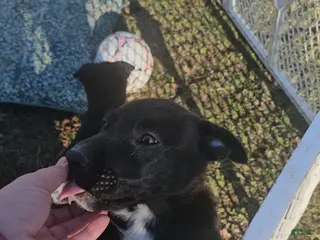 Mixed Breed dogs Panda - Ad 41