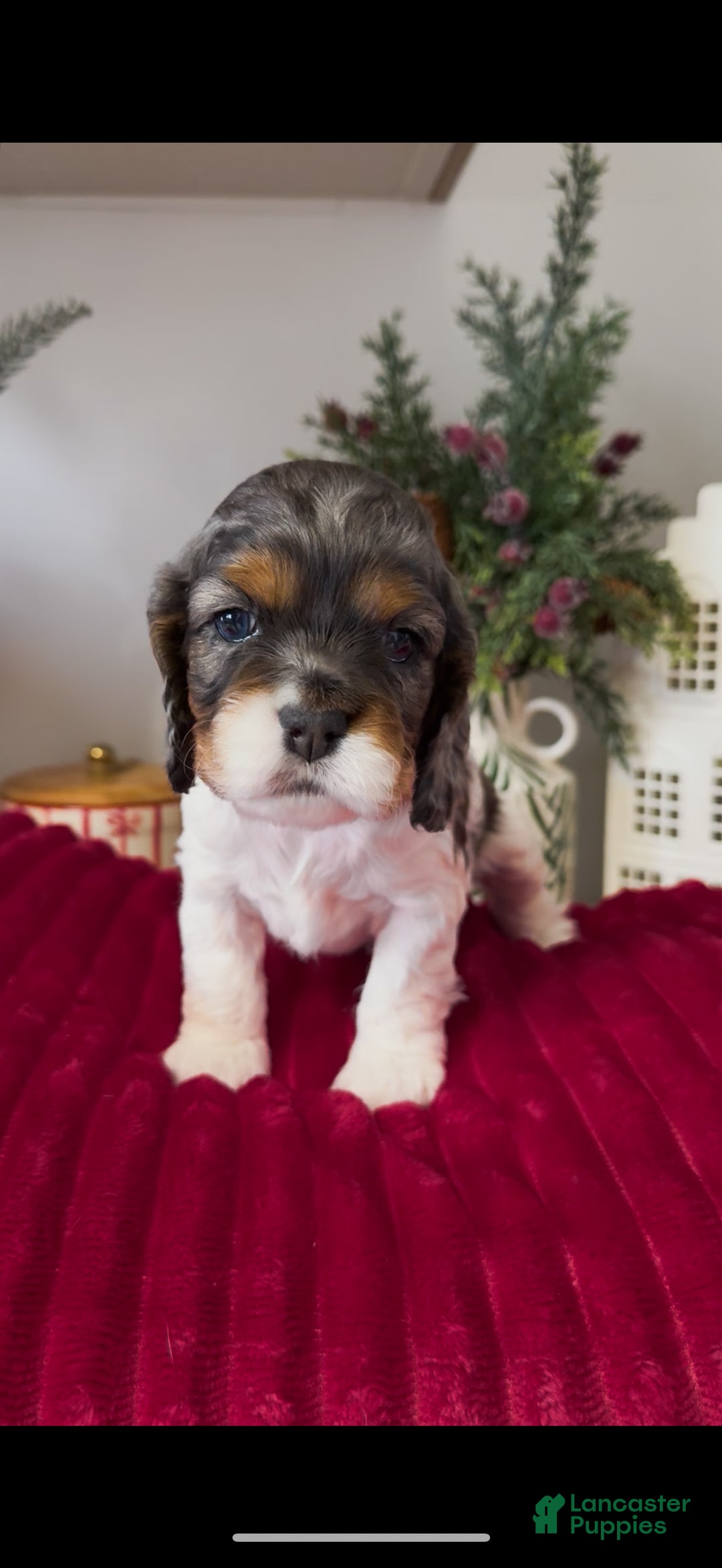 Cocker Spaniel dogs for sale: Knox - Ad 8