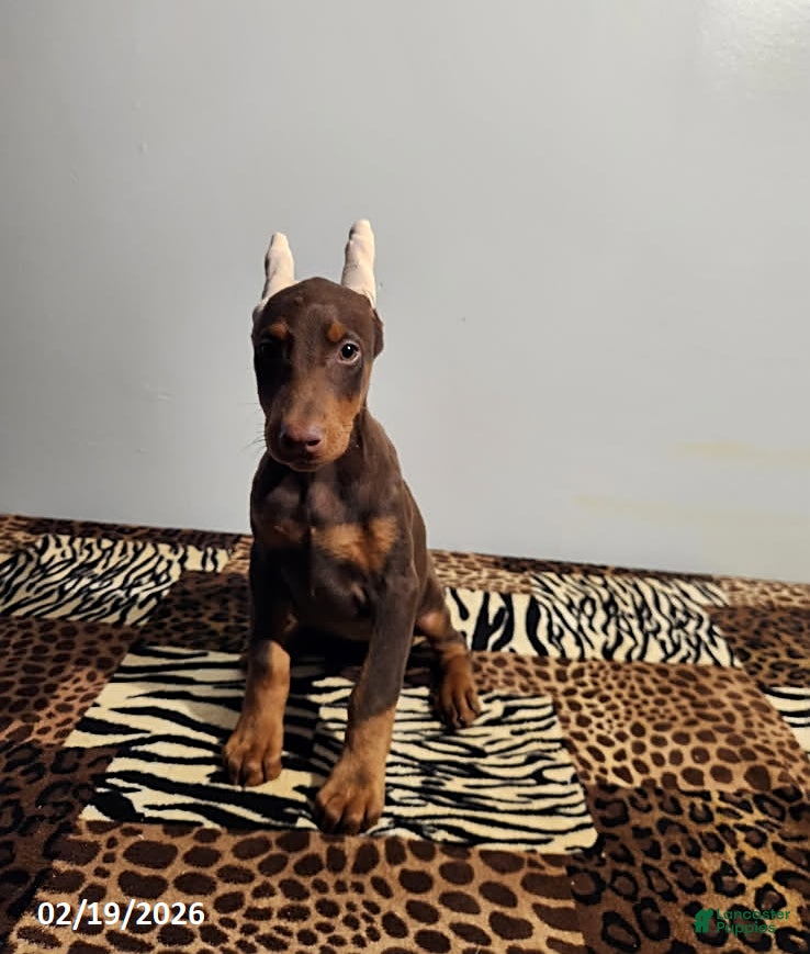 Doberman Pinscher dogs Rainbow - Ad 1