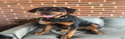Rottweiler dogs for sale: Nova - Ad 7