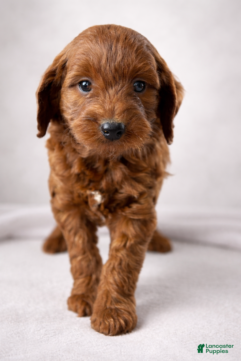 Mini Goldendoodle dogs Romeo - Ad 18