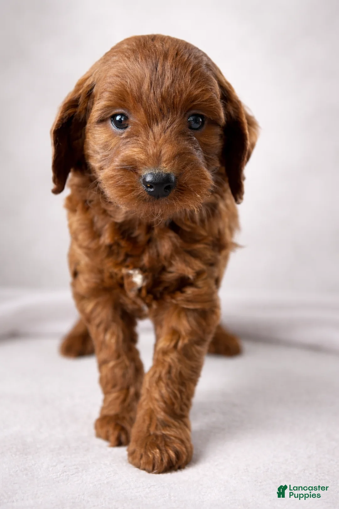 Mini Goldendoodle dogs for sale: Romeo - Ad 1