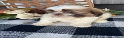 Shih Tzu dogs for sale: Ivy - Ad 13
