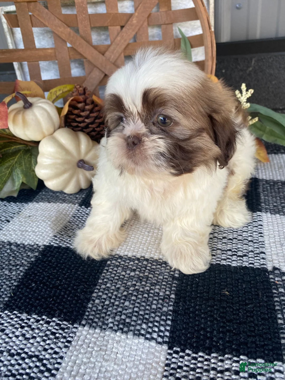 Shih Tzu dogs for sale: Ivy - Ad 13