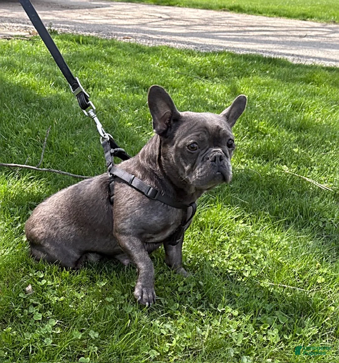 French Bulldog dogs for sale: Gulliver - Ad 4