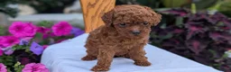 Toy Poodle dogs for sale: Zion - Ad 6