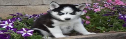 Siberian Husky dogs for sale: Emma - Ad 2