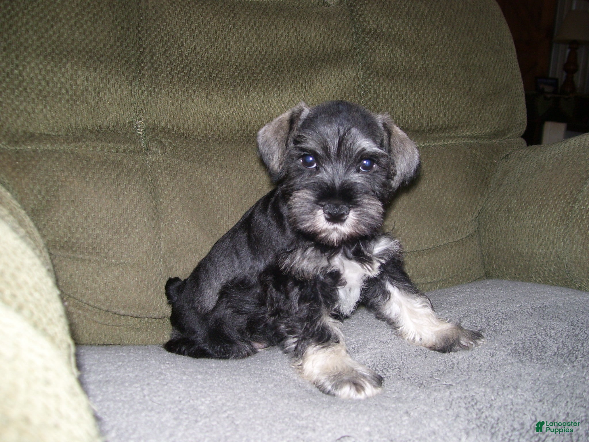 Miniature Schnauzer dogs for sale: HARLEY - Ad 1