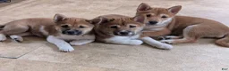 Shiba Inu dogs for sale: Rose  - Ad 5