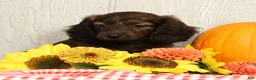 Miniature Dachshund dogs for sale: Oscar - Ad 9