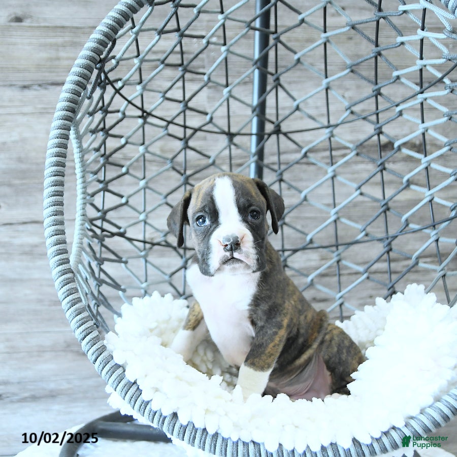 Boxer dogs Blake - Ad 40