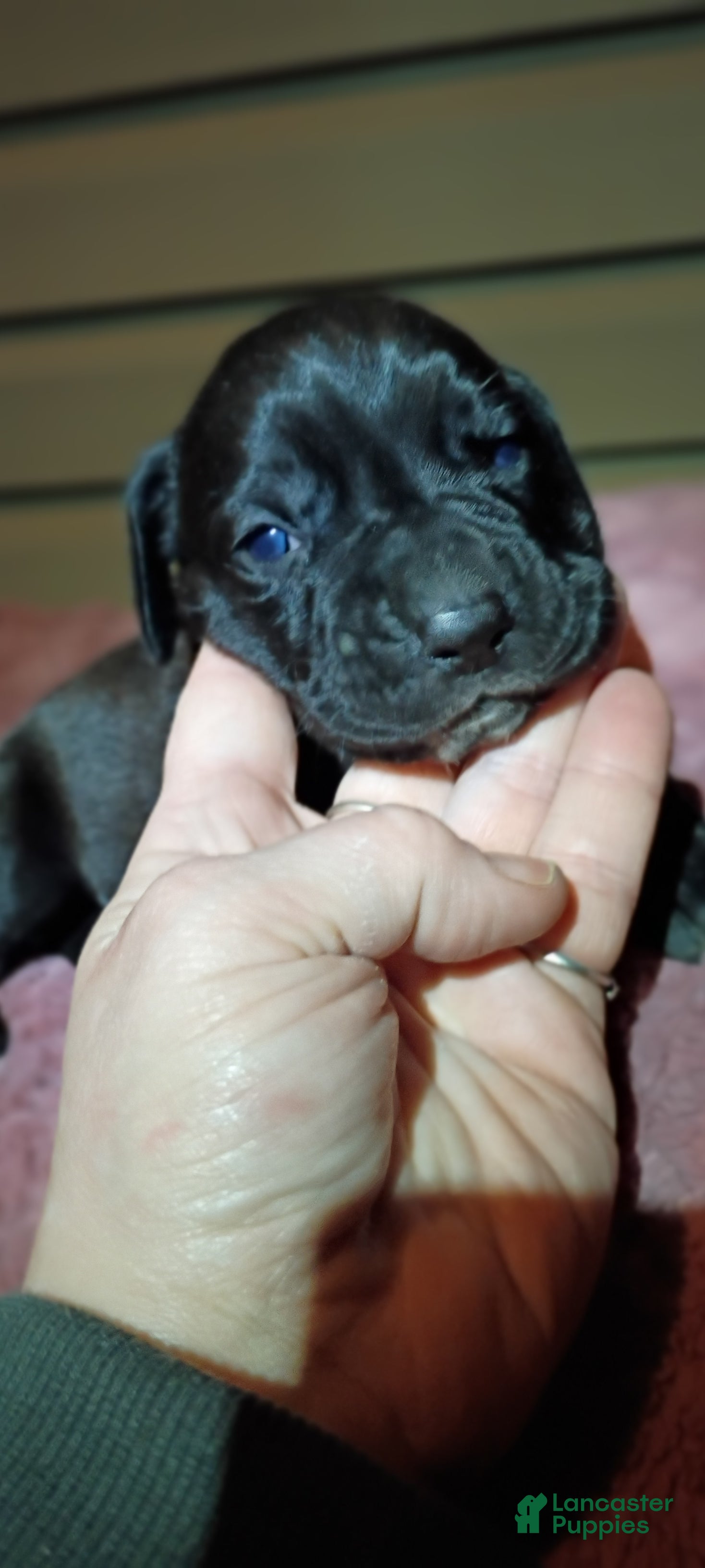 Daniff dogs LOVE-Daniff Puppy 8 - Ad 1