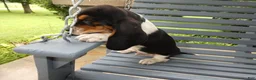 Basset Hound dogs for sale: Basset Hound 4 Malone - Ad 4