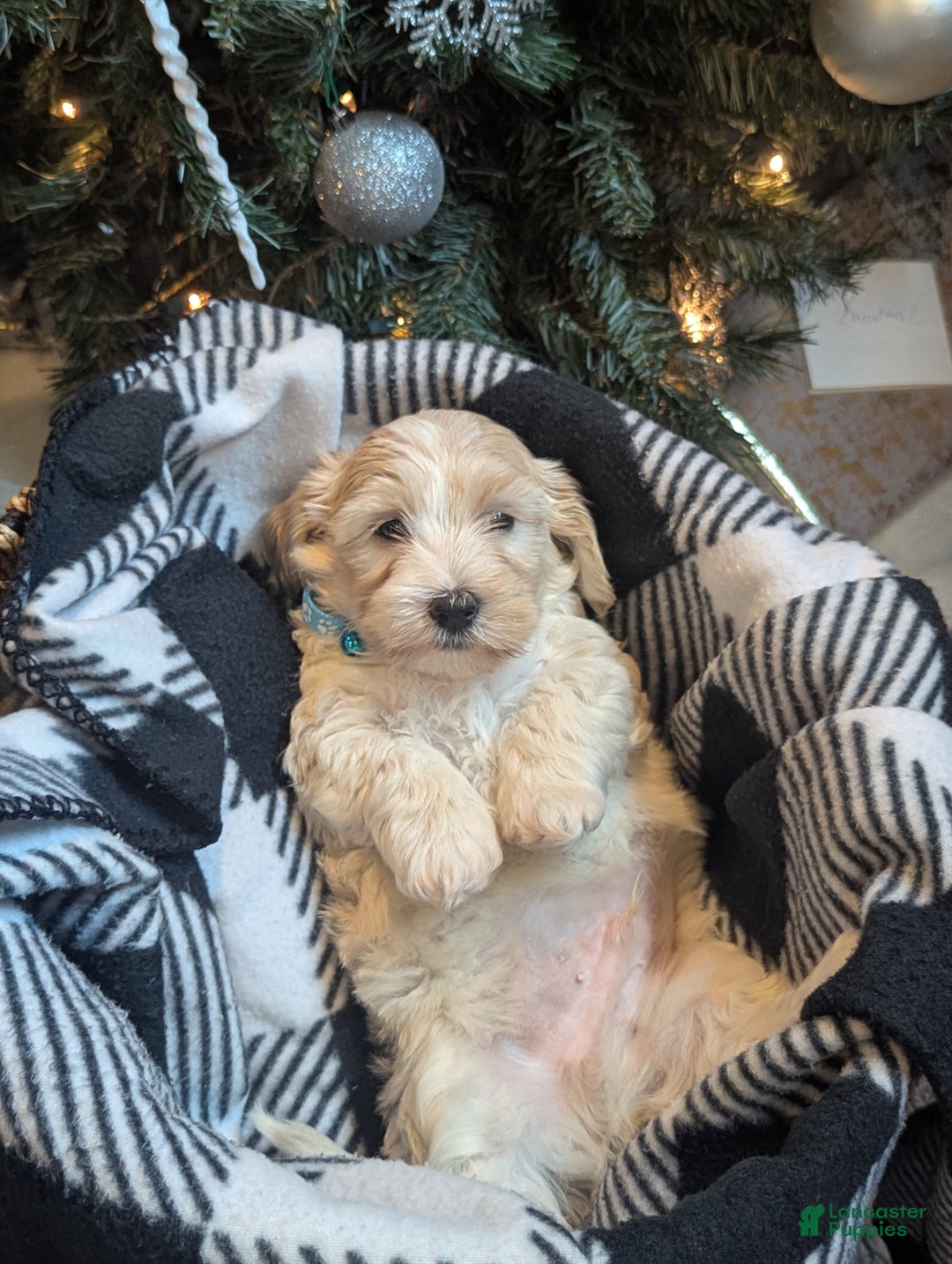 Mixed Breed dogs for sale: Rocket - Ad 6