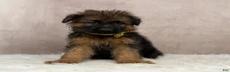 German Shepherd dogs for sale: Oliver  - Ad 3