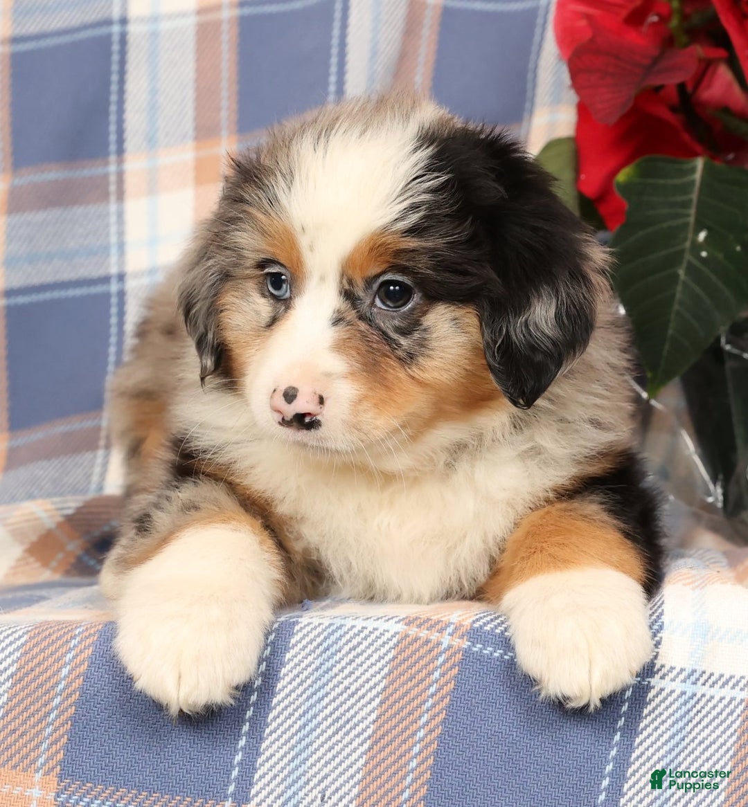 Australian Shepherd dogs for sale: Sally - Ad 3