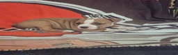 American Pit Bull Terrier dogs for sale: American Pit Bull Terrier 3 - Ad 1