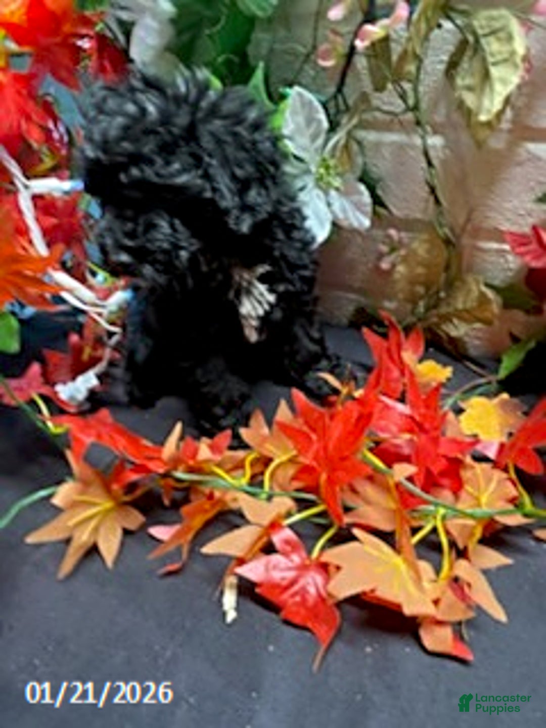 Cockapoo dogs for sale: Ace - Ad 7