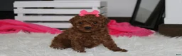 Miniature Poodle dogs for sale: Sally - Ad 4