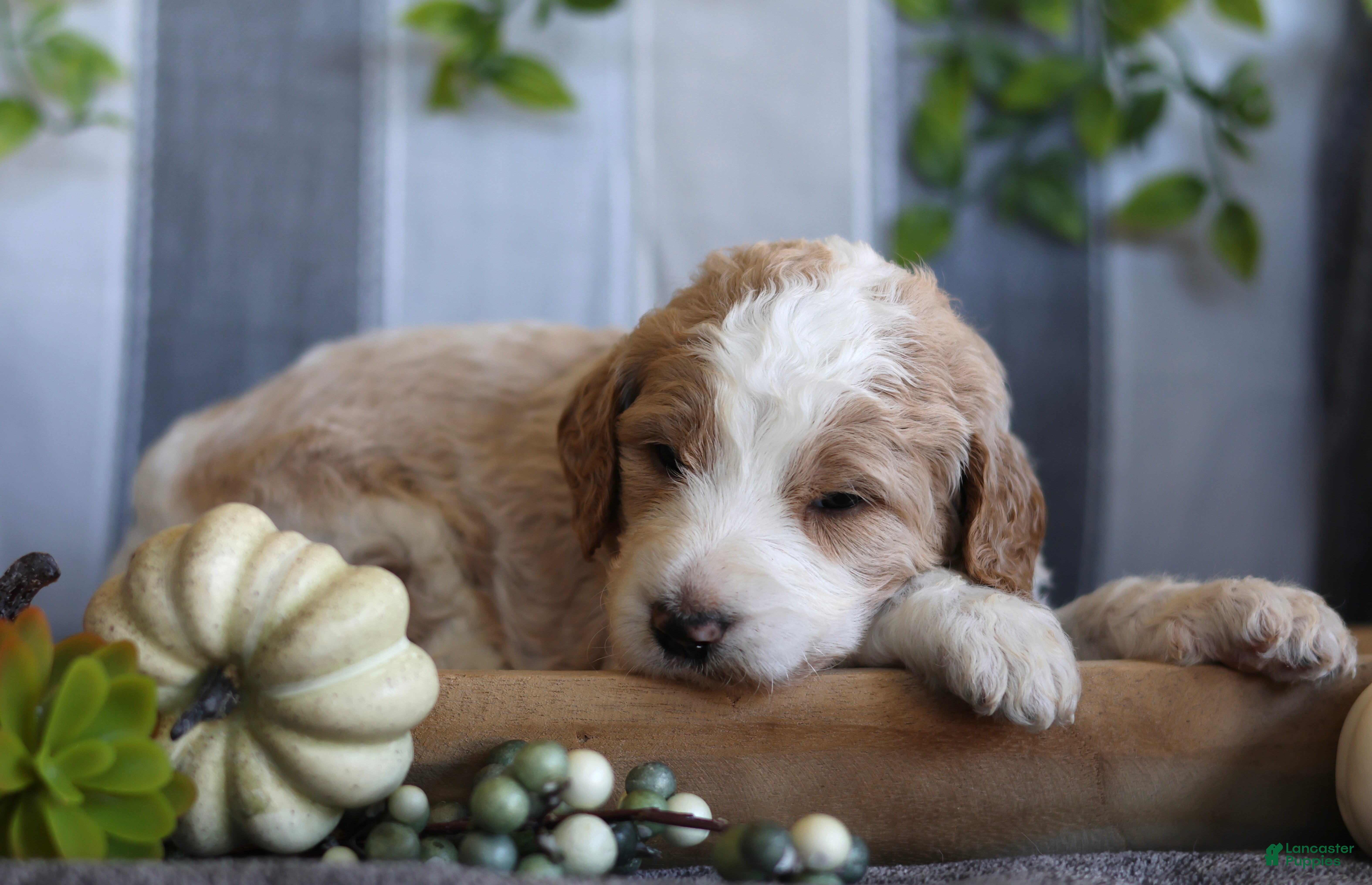 Goldendoodle dogs Cooper  - Ad 38