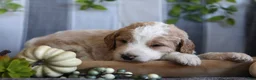 Goldendoodle dogs for sale: Cooper  - Ad 1