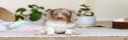 Miniature Dachshund dogs for sale: Skye - Ad 7