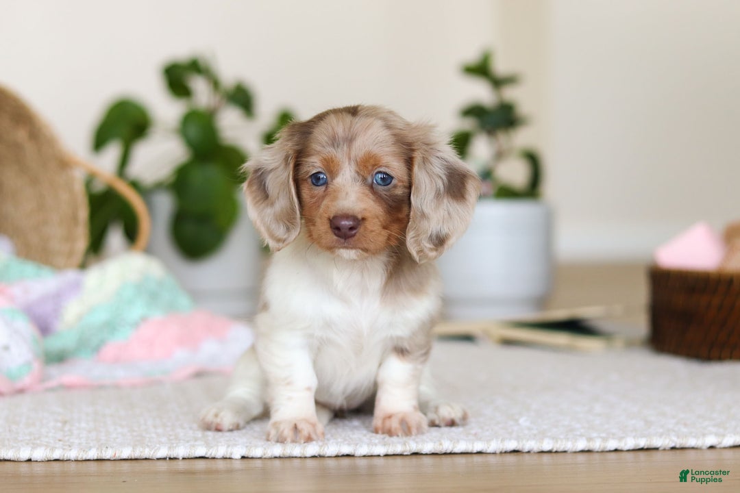 Miniature Dachshund dogs for sale: Skye - Ad 7