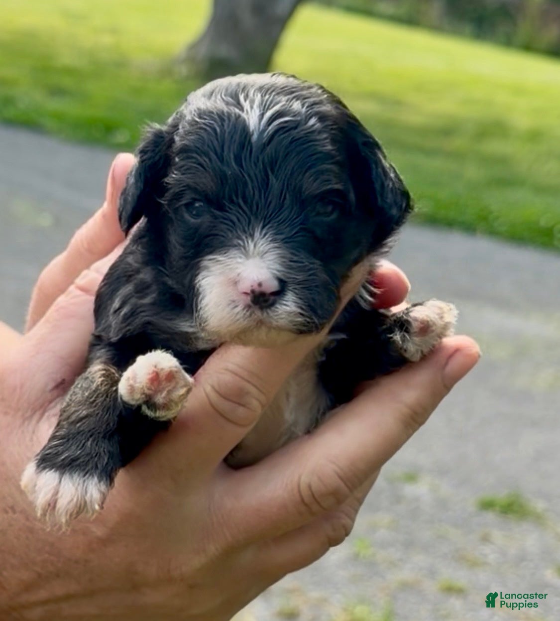 Mixed Breed dogs for sale: Ranger  - Ad 1