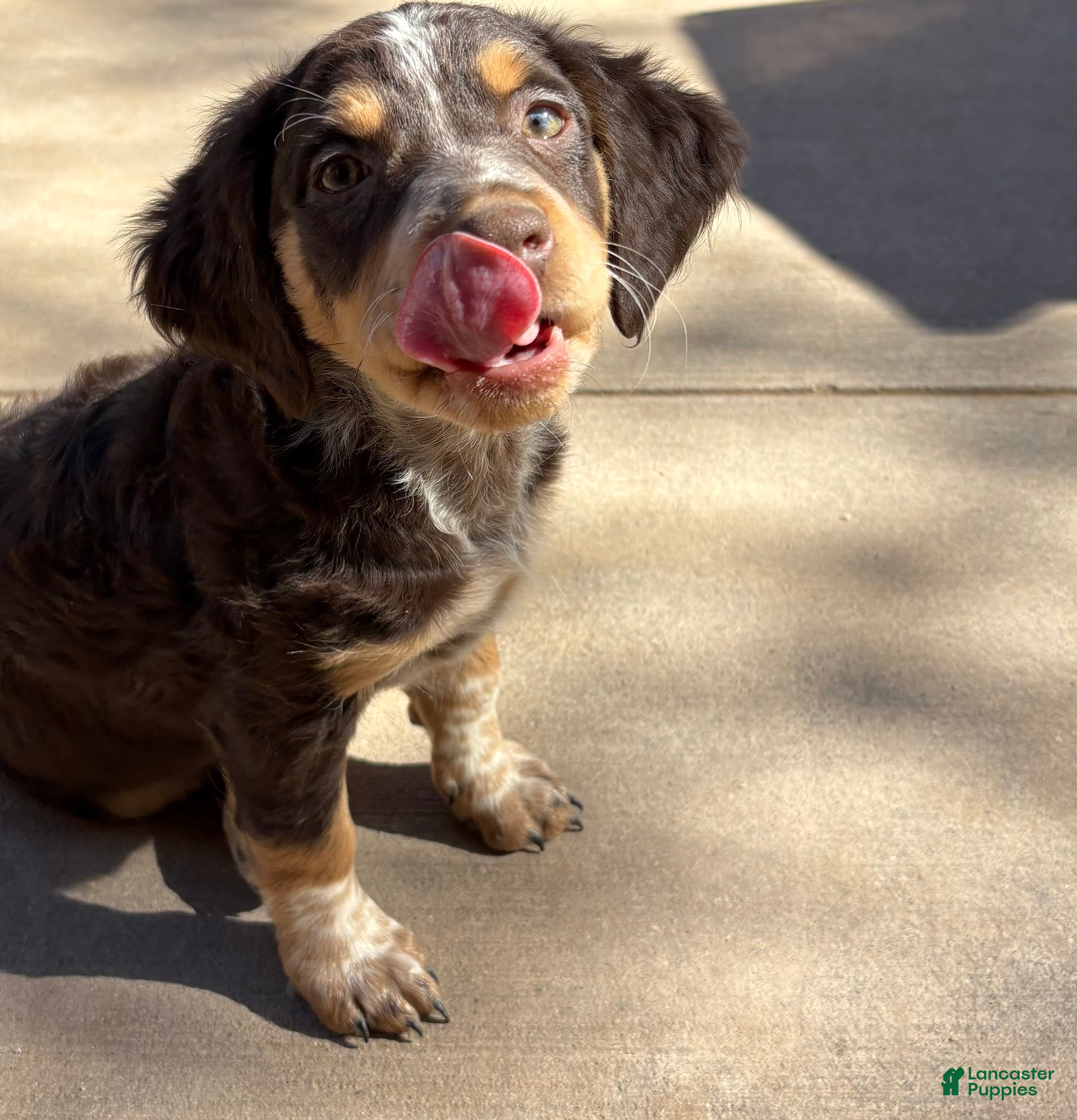 Mixed Breed dogs Mixed Breed Puppy 1 - Ad 9