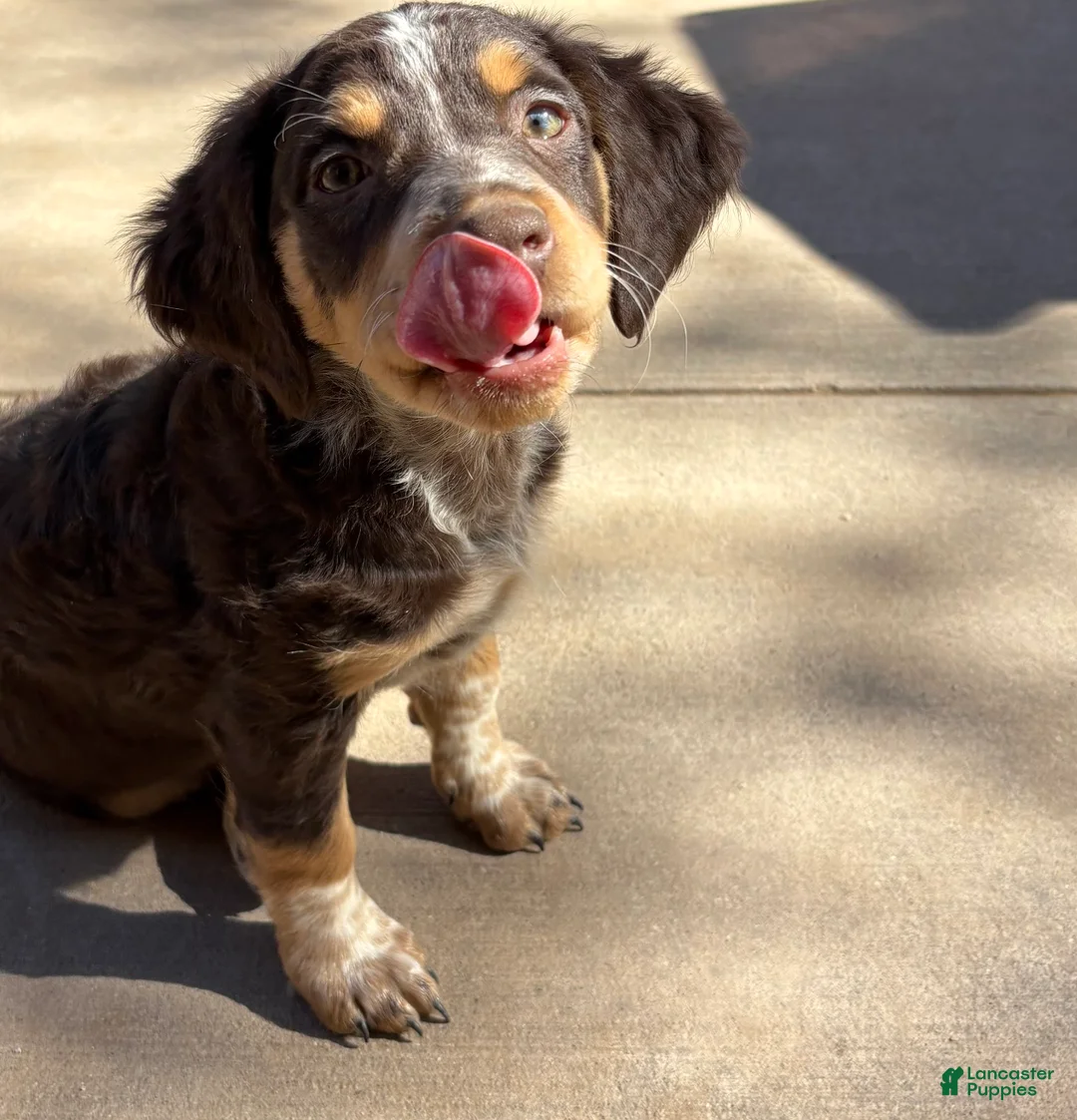 Mixed Breed dogs for sale: Mixed Breed Puppy 1 - Ad 1