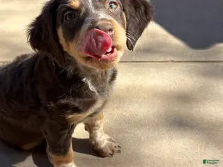 Mixed Breed dogs Mixed Breed Puppy 1 - Ad 14