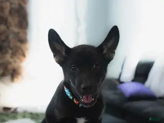 Mixed Breed dogs Yappy - Ad 27