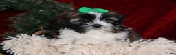 Shih Tzu dogs for sale: Pepper - Ad 17