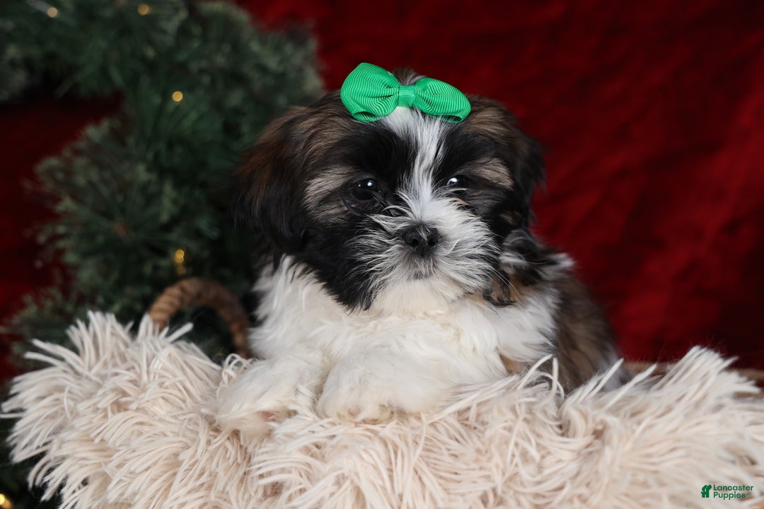 Shih Tzu dogs for sale: Pepper - Ad 17