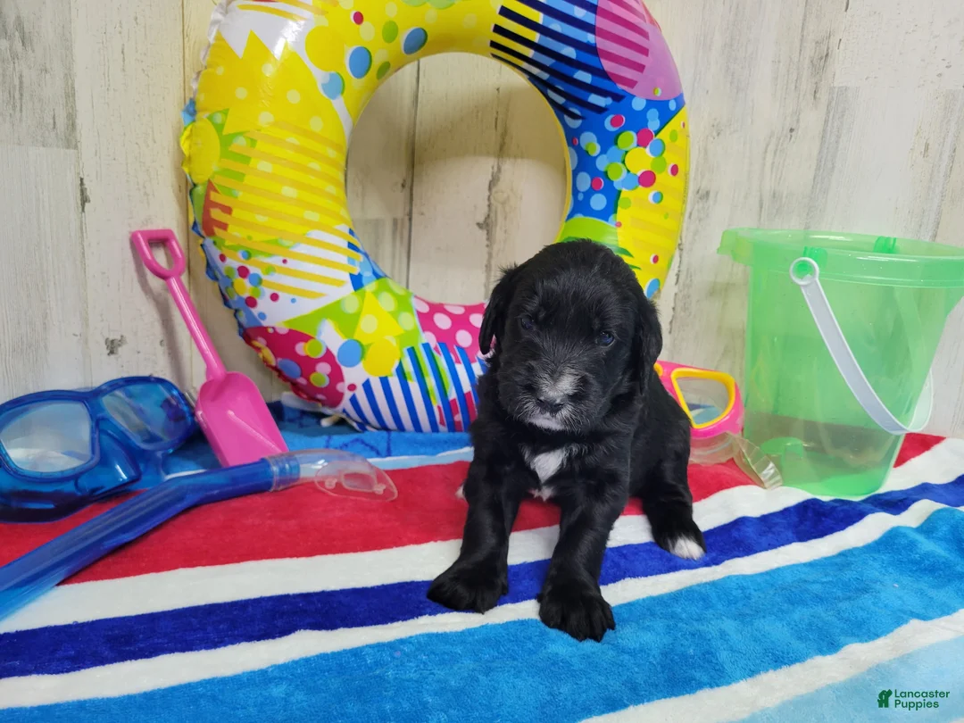 Goldendoodle dogs for sale: F1 Squash - Ad 2