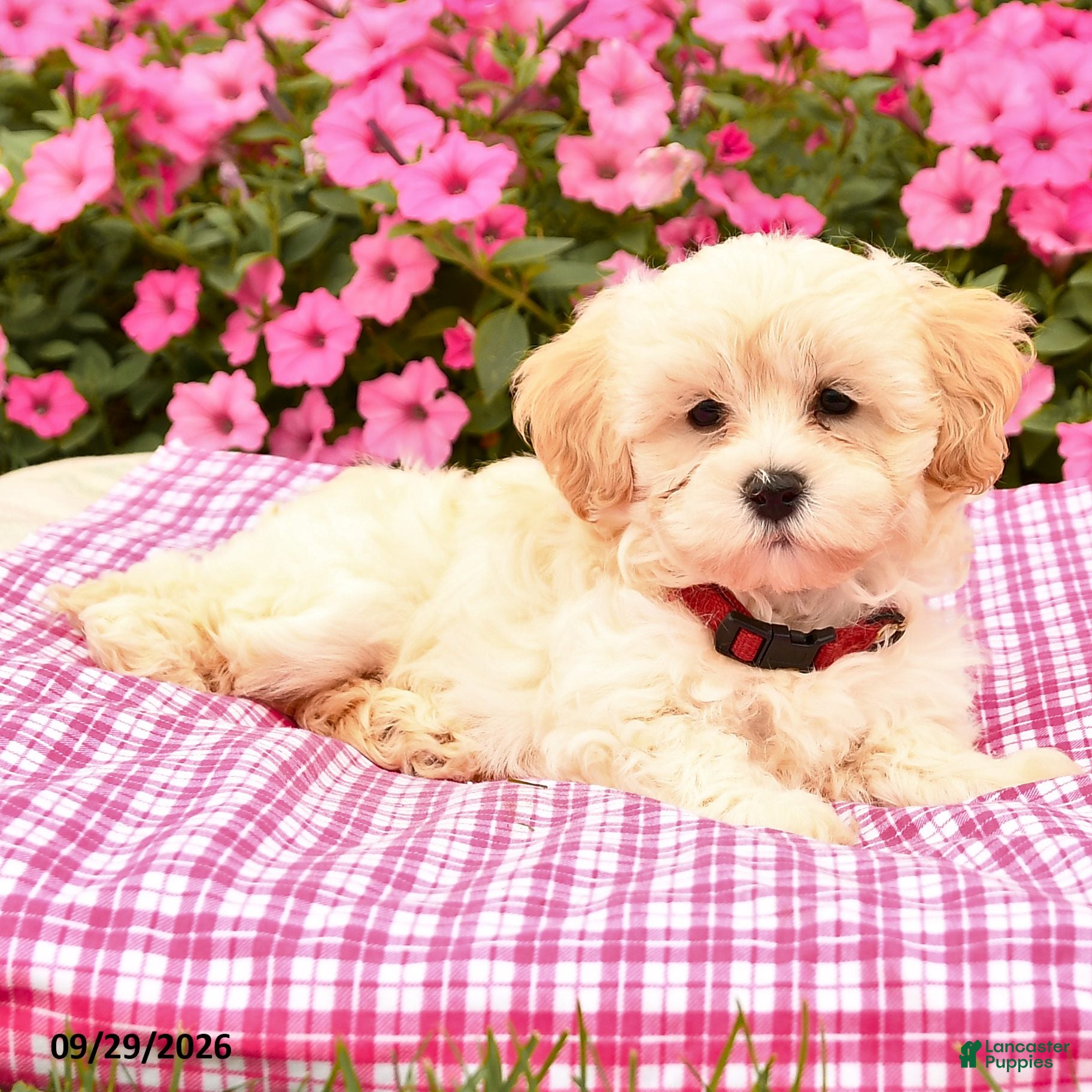 Maltipoo dogs Otis - Ad 2