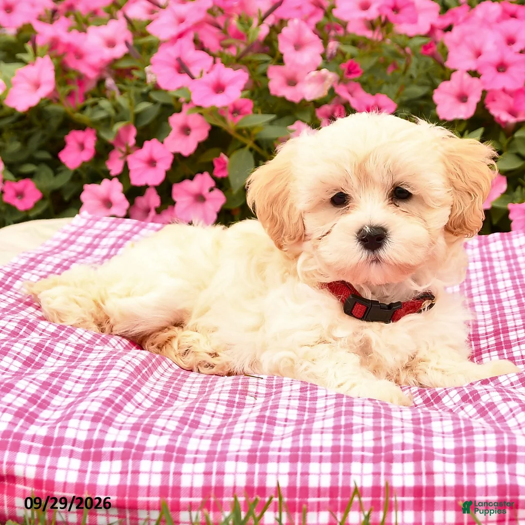 Maltipoo dogs for sale: Otis - Ad 2