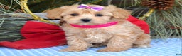 Maltipoo dogs for sale: Lainey - Ad 2
