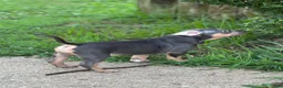 American Bully dogs for sale: Butterscotch - Ad 11