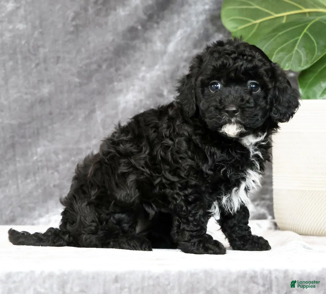 Havapoo dogs for sale: Daisy - Ad 1