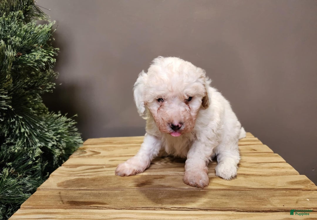 Mini Bernedoodle dogs for sale: Rudolph - Ad 8