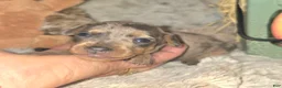 Miniature Pinscher dogs for sale: Anna - Ad 2