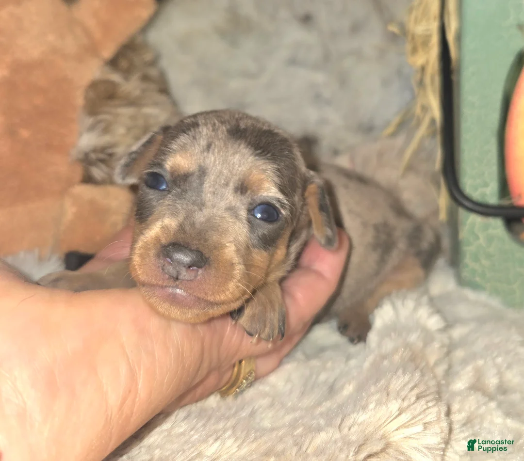 Miniature Pinscher dogs for sale: Anna - Ad 2