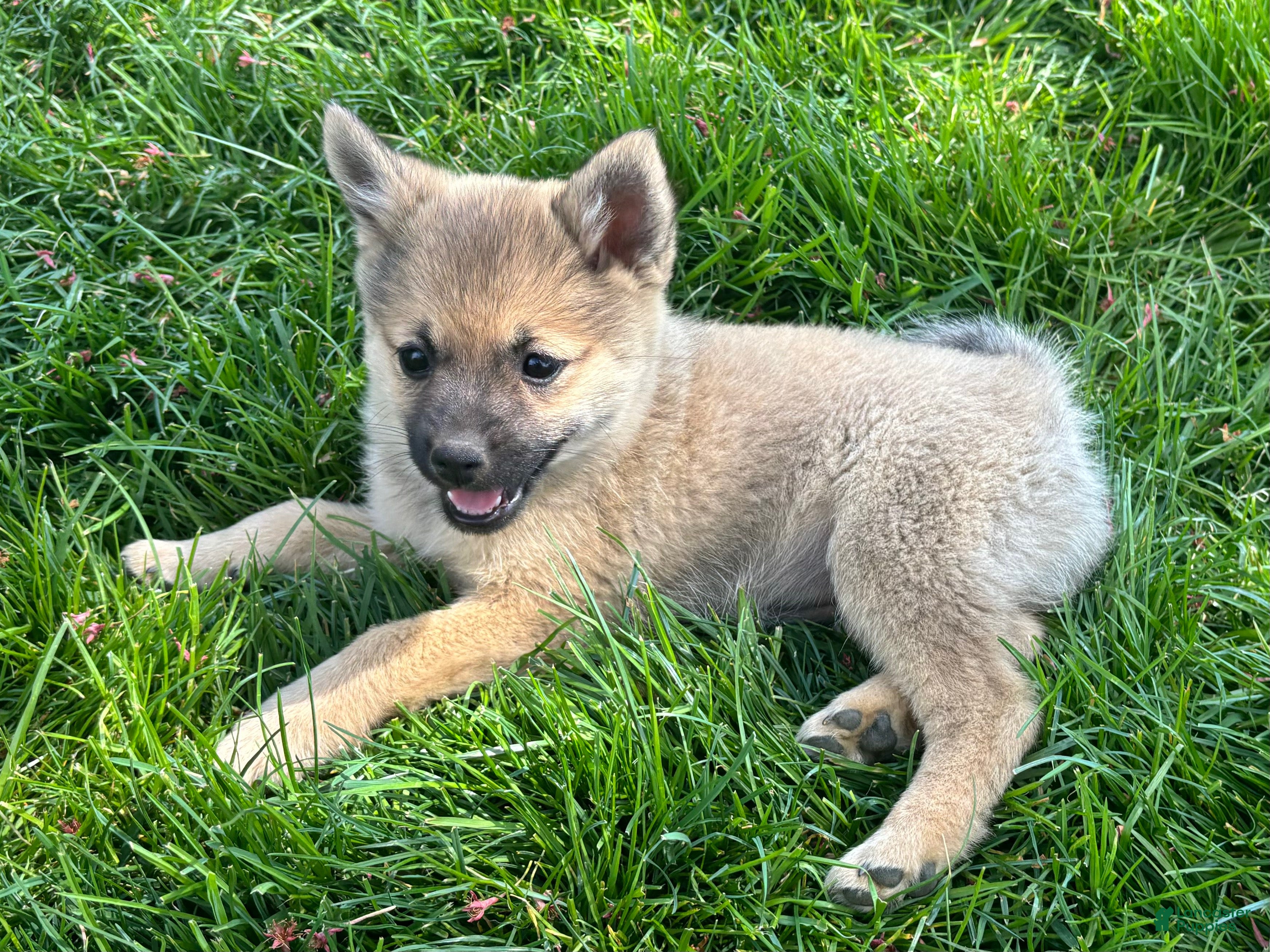 Mixed Breed dogs Princess Peach - Ad 2