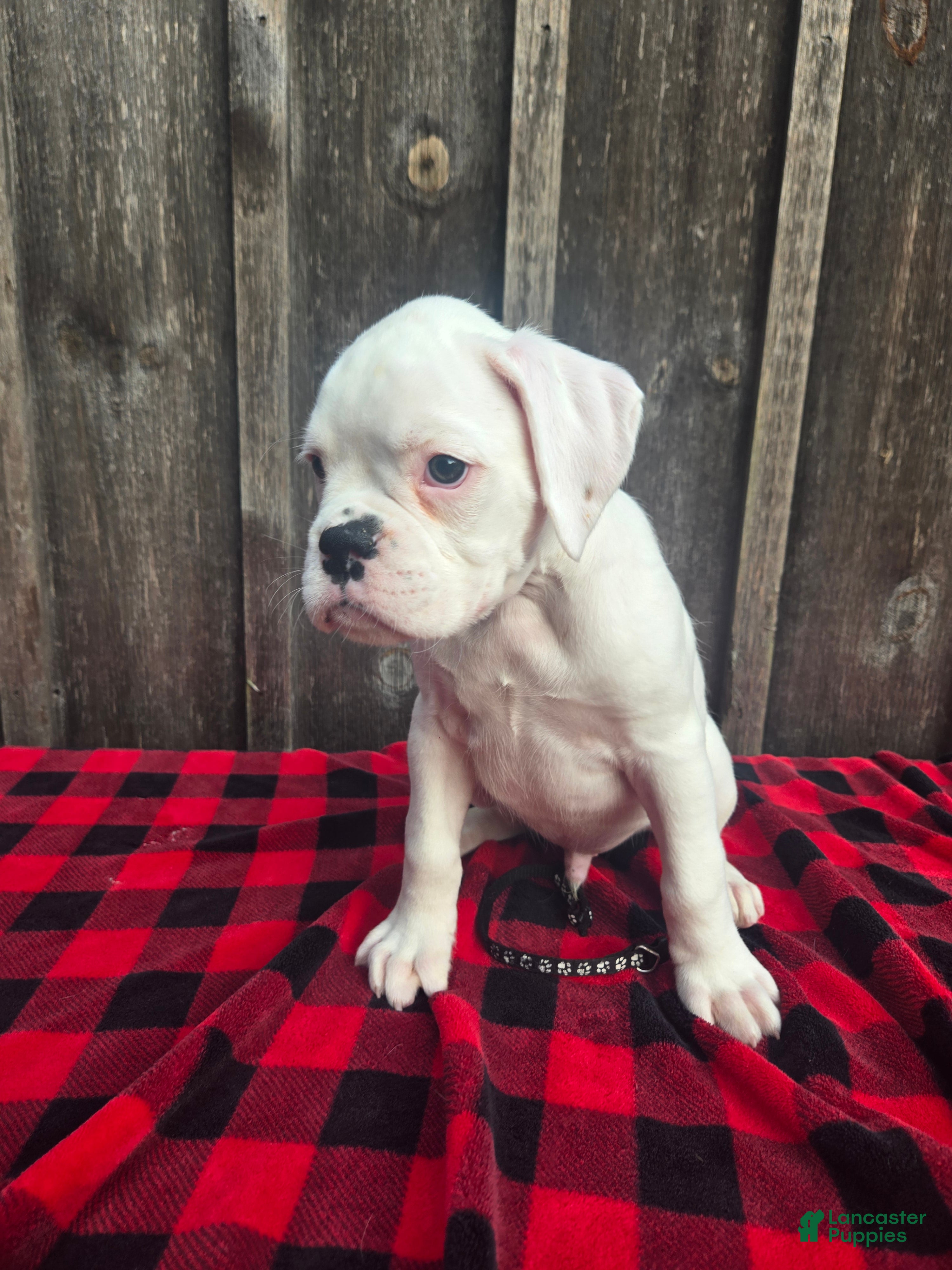 Boxer dogs for sale: Brock - Ad 3