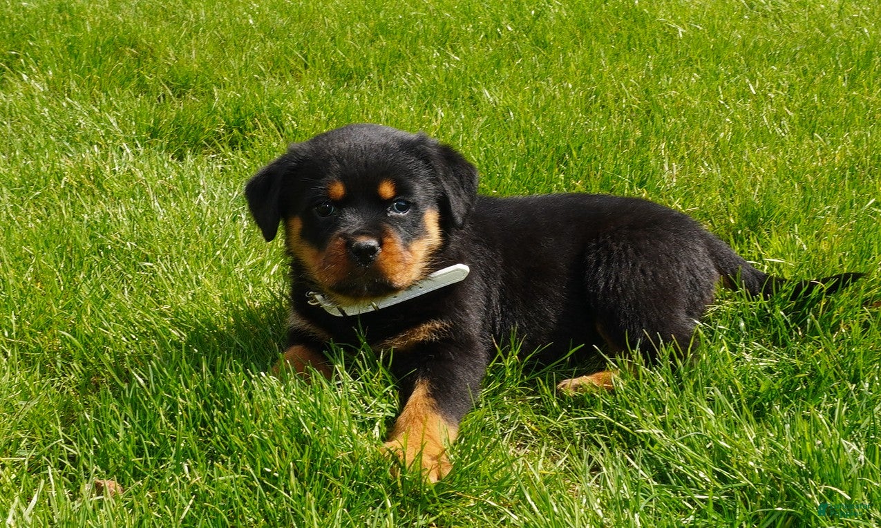 Rottweiler dogs Foxy - Ad 1